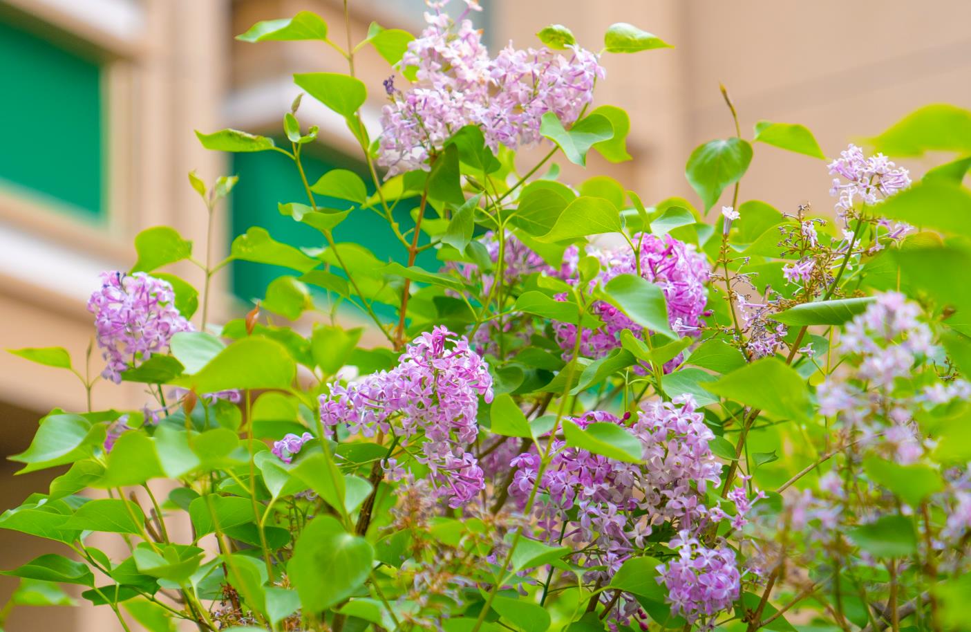 倾听内蒙古|呼和浩特的丁香花开了