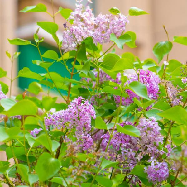 倾听内蒙古|呼和浩特的丁香花开了