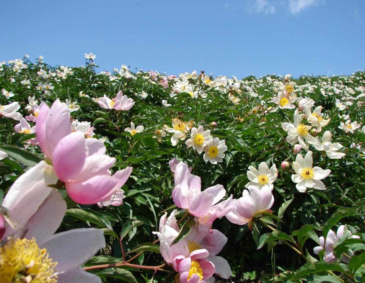 倾听内蒙古|到盛乐古城欣赏芍药花