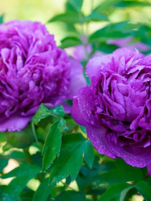 倾听内蒙古|康巴什牡丹节邀你来赏花