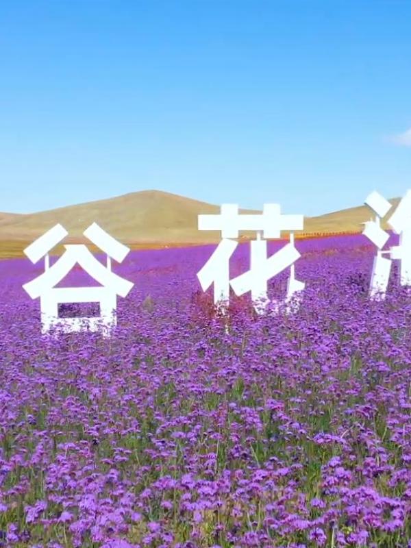 亮丽内蒙古第19期：乌拉盖芍药谷