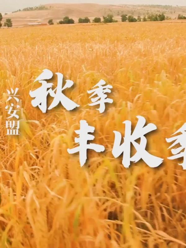 亮丽内蒙古第38期：兴安盟丰收季