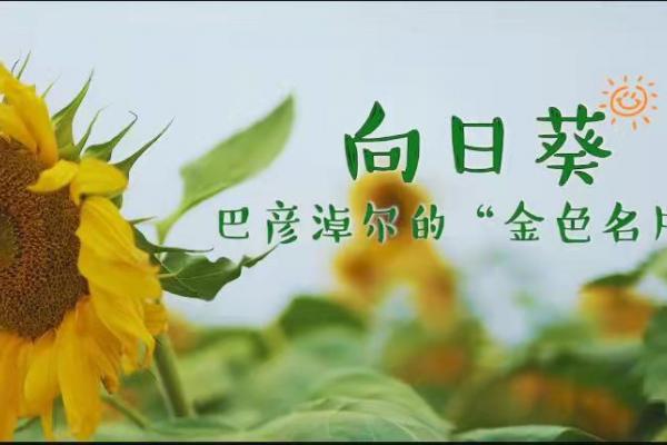 亮丽内蒙古第54期：葵花朵朵向阳开