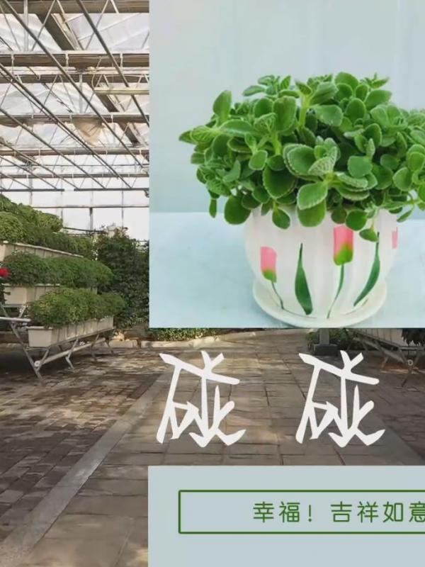 亮丽内蒙古第212期：清香四溢—碰碰香