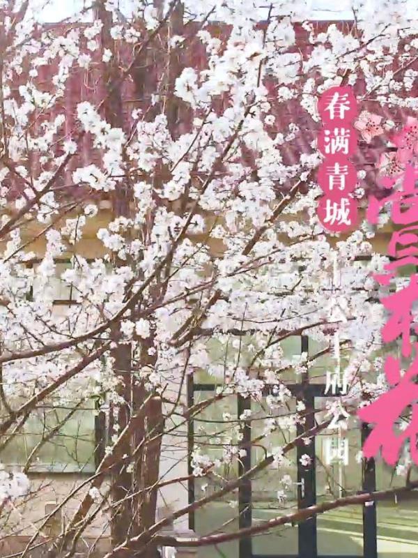 亮丽内蒙古第278期：春满青城-公主府公园赏桃花