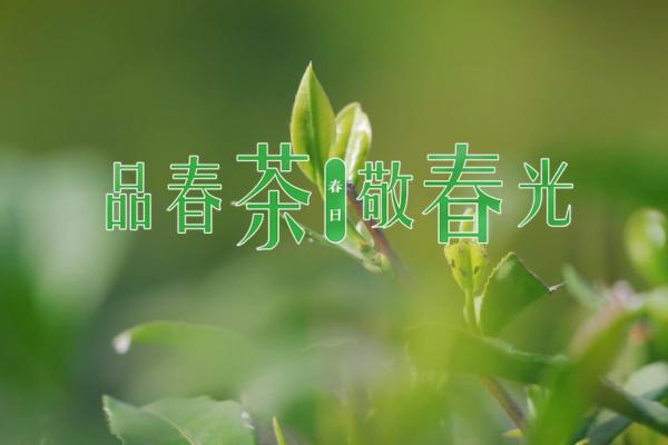 亮丽内蒙古第279期：品春茶、敬春光