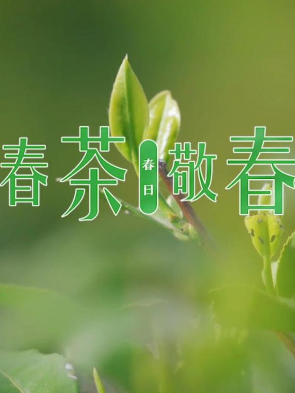 亮丽内蒙古第279期：品春茶、敬春光