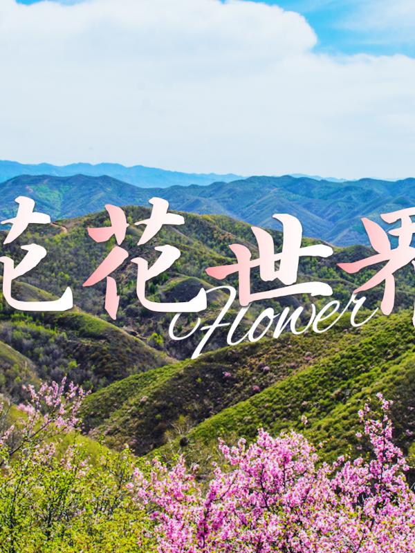 亮丽内蒙古第364期：花花世界