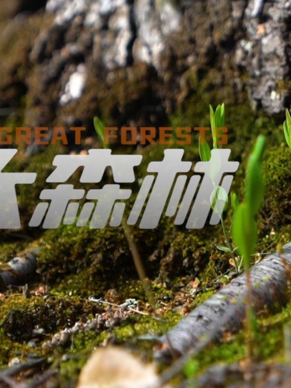 走吧，去大森林